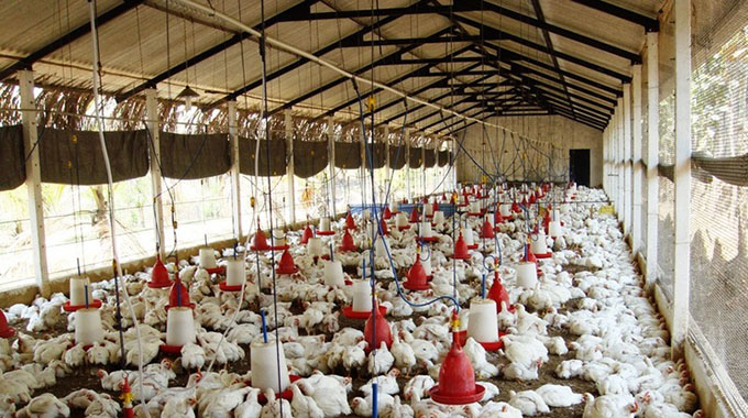 Poultry feeds production up 10% in Q1