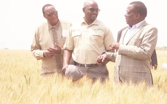 'Zim left with wheat reserves for 90 days'
