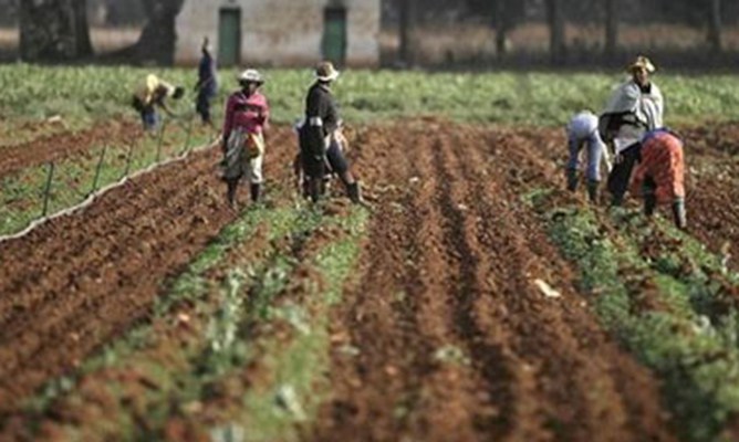 Farm workers demand 100% salary hike
