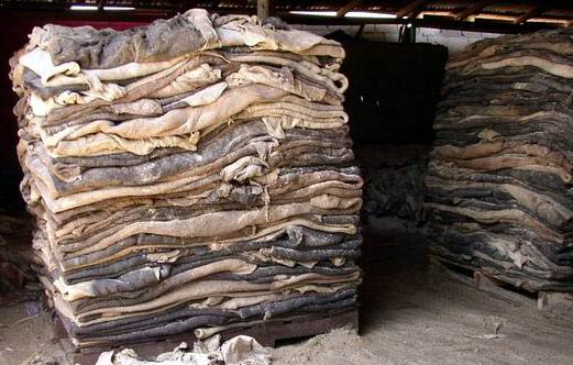 Plans underway to extend exportation of raw hides