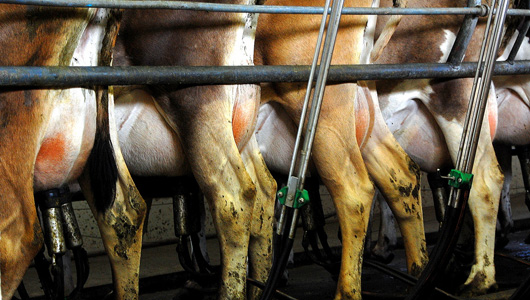 Raw milk producers to miss annual target